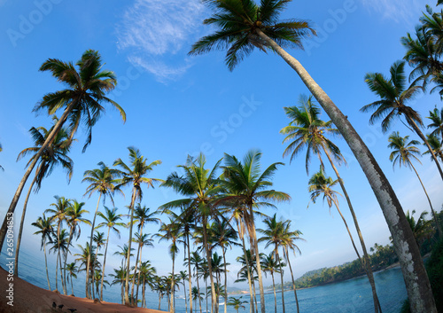 Fototapeta Naklejka Na Ścianę i Meble -  Aerial view of coconut trees at seaside the morning,Sri lanka