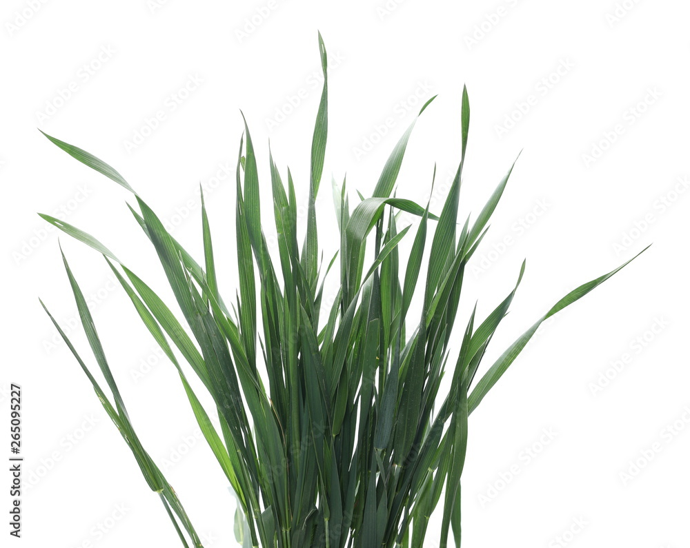 Green young wheat isolated on white background, with clipping path Green young wheat isolated on white background, with clipping path