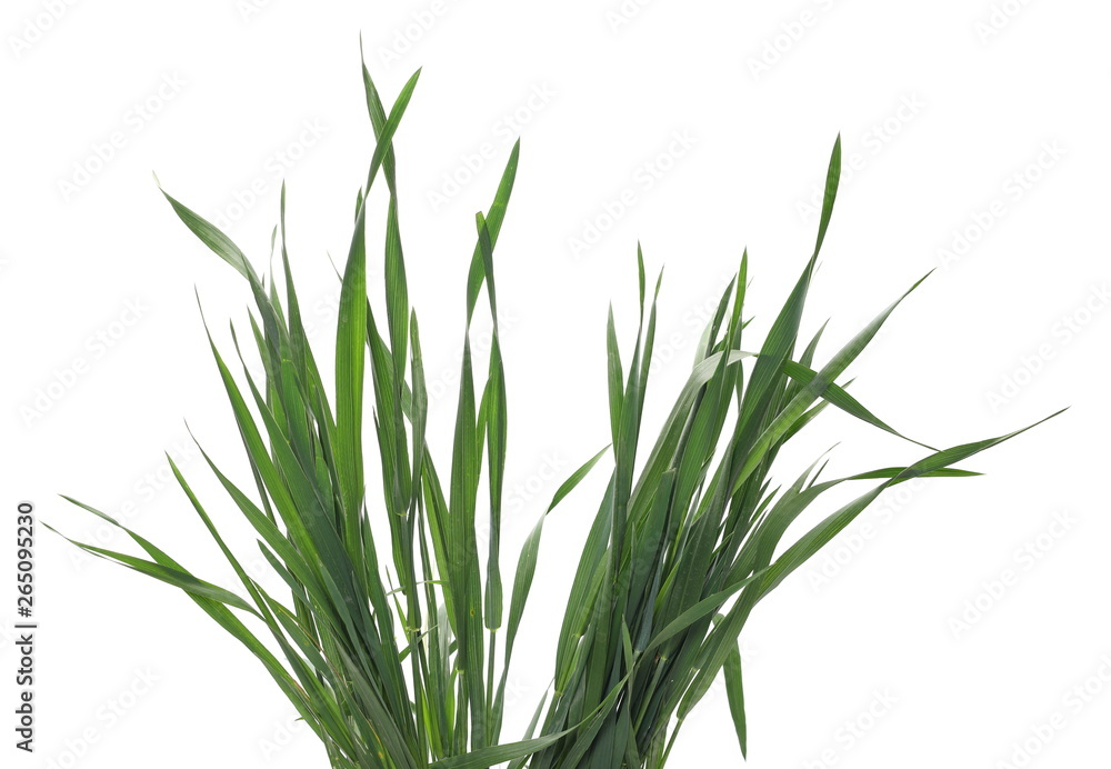 Green young wheat isolated on white background, with clipping path Green young wheat isolated on white background, with clipping path
