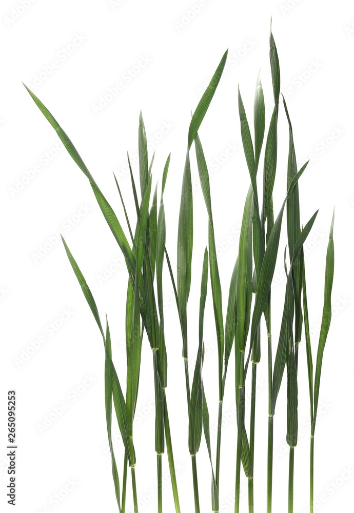Green young wheat isolated on white background, with clipping path Green young wheat isolated on white background, with clipping path