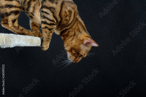 Photography Bengal cat is about to jump down, studio shot on black background