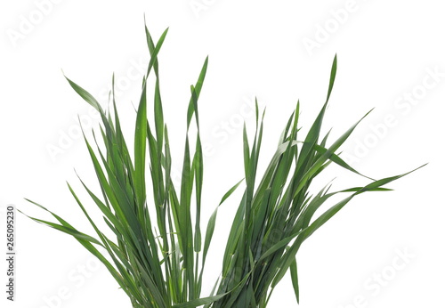 Green young wheat isolated on white background  with clipping path