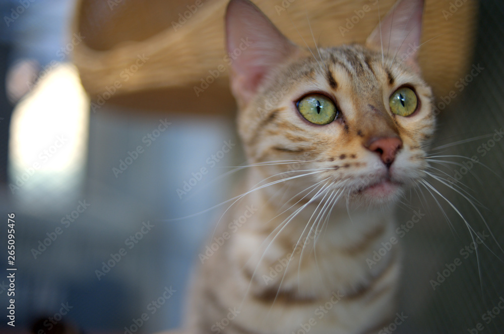 Portrait of an adult bengal cat, outdoor shot
