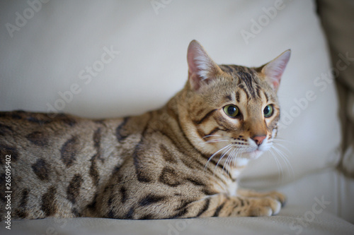Portrait of a big male adult bengal cat