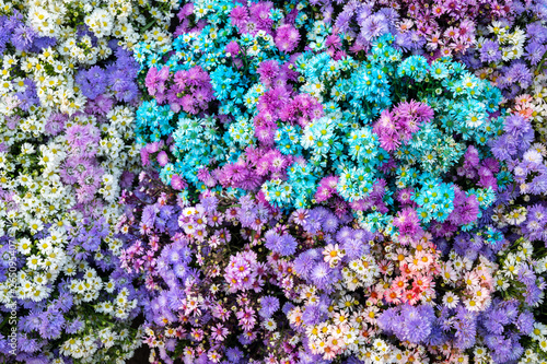 background of purple flowers © Hide_Studio