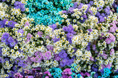 background of purple flowers