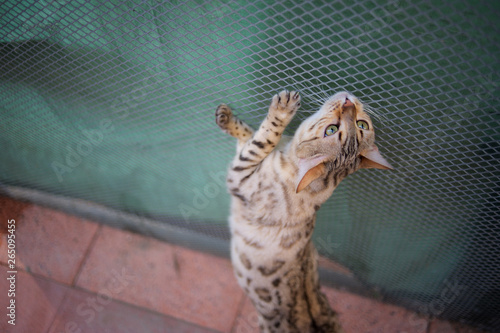 Bengal cat is stretching over a cattery cage photo