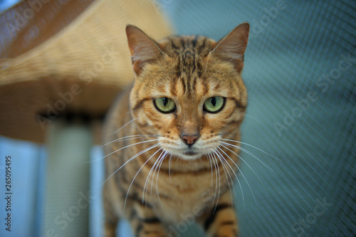 Portrait of an adult bengal cat, outdoor shot