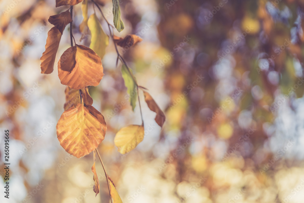 Colourful leaves in a park, autumn, copy space