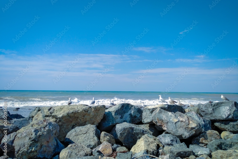 Seagulls on beach. Adjara, Batumi, Georgia. 