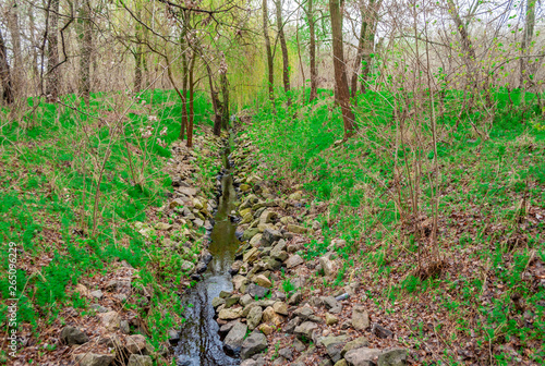 Natural stream among the grass and trees in the forest