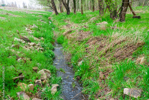 Natural stream among the grass and trees in the forest