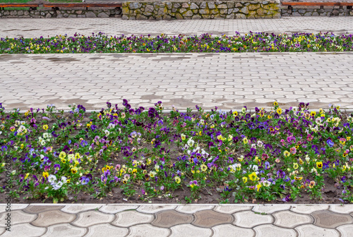Flowerbed in the park among the pavement paths