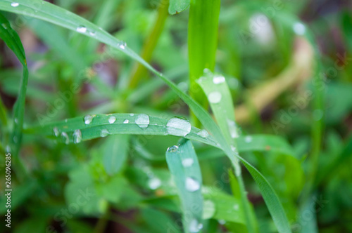 Transparent dew on clear green grass