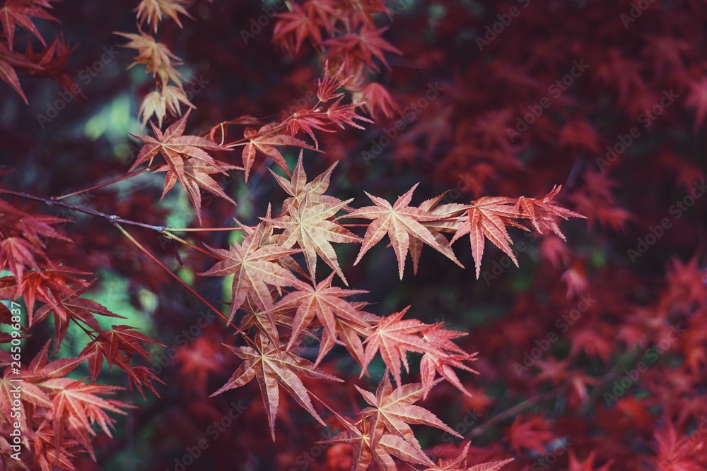 red tree leaves in the nature, branches and leaves red tree leaves in the nature, branches and leaves