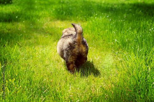 Funny fluffy puppy going away in green summer field. Back view