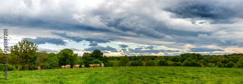 cows and a threatening cloudy sky. Menacing clouds above the landscape