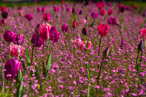 Różowe i fioletowe tulipany na kolorowym polu