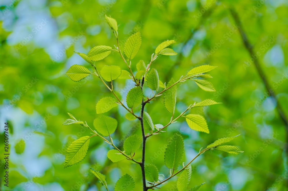Obraz premium green tree leaves in the nature, branches and leaves