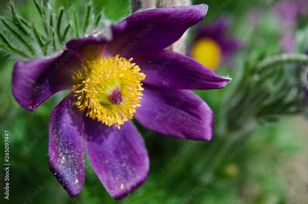 Fototapeta premium European pasqueflower, pasque flower