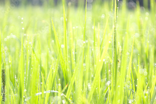 Green grass droplets