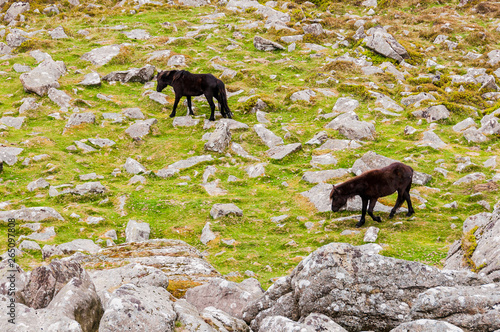 Dartmoor, Devon, Heidelandschaft, Dartmoor-Pony, Nationalpark, Felsen, Wanderweg, Südengland