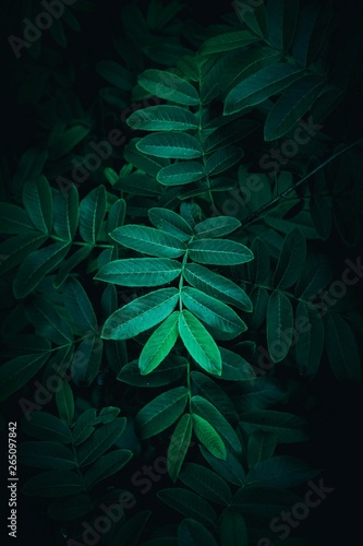 green plant leaves textured in the garden  green plant in the nature
