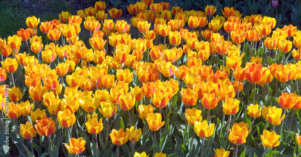 tulips in keukenhof field blossom
