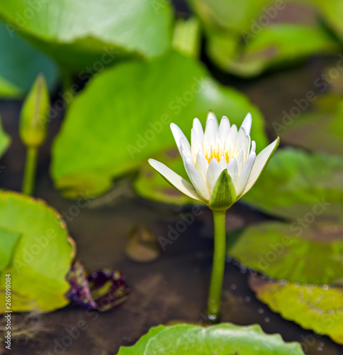 Lotus flower natural background