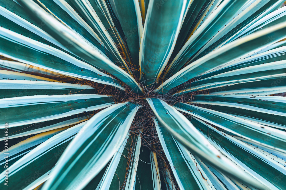 Fototapeta premium fresh green tropical leaves background pattern
