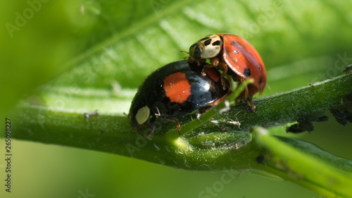 Red And Black Ladybug Mating While Female Is Eating Aphids.