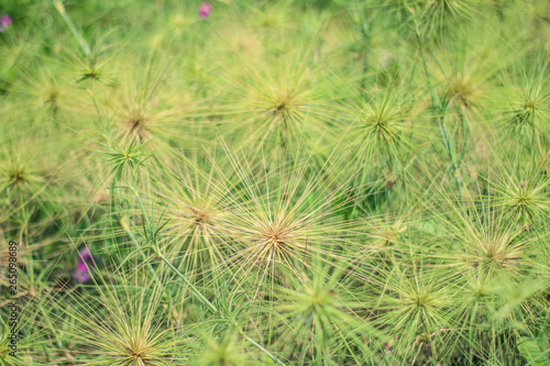 plant and flower field