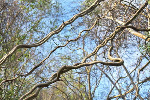 Twist jungle vine in the forest