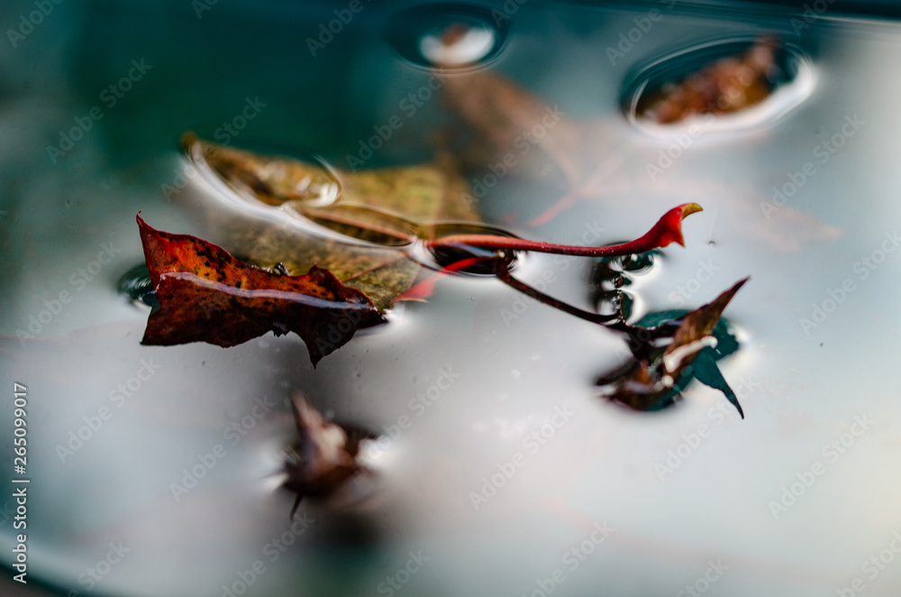 Naklejka premium Leaf on water