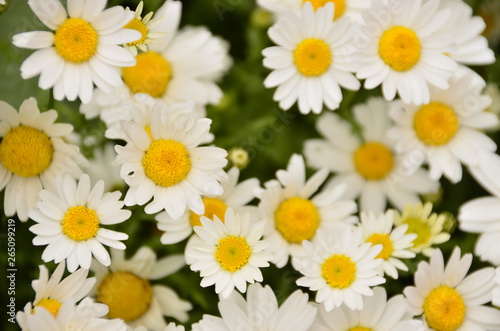 chamomile flowers on green background