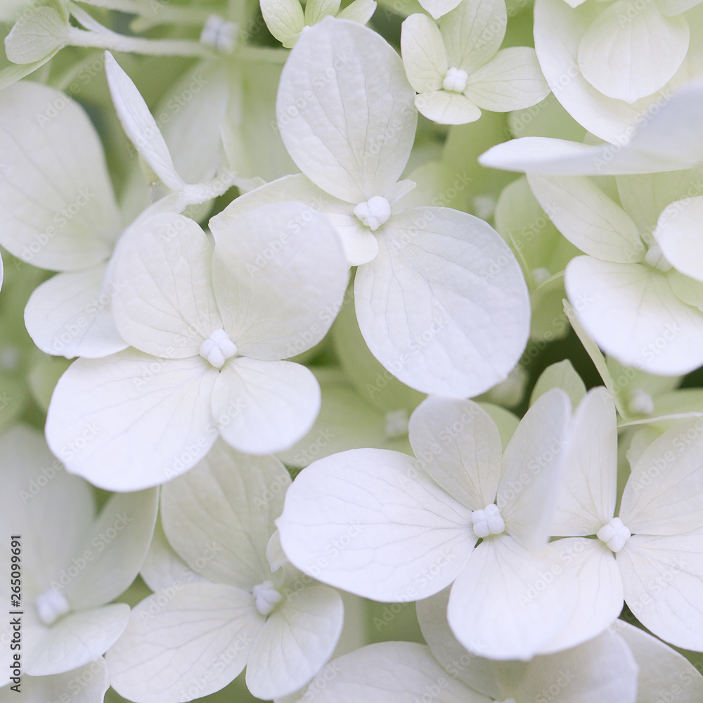 white azalea blooming in summer park