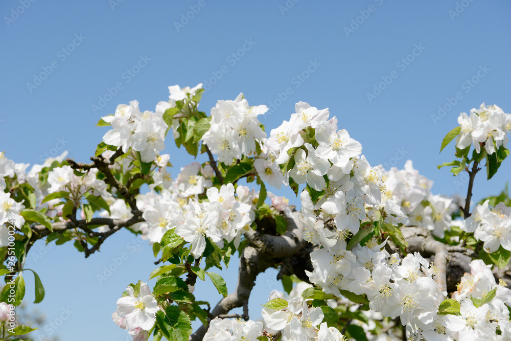 apple blossom on the tree in orchard apple blossom on the tree in orchard