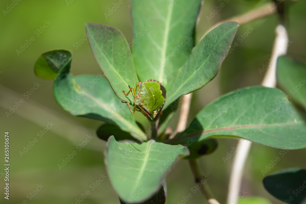 Green Shield Bug on Leaf in Springtime