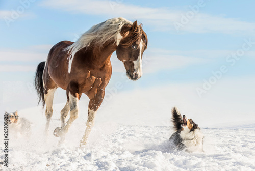 Fantastic DJ Valentine horse galloping on snow on a sunny day in winter. Czech Republic