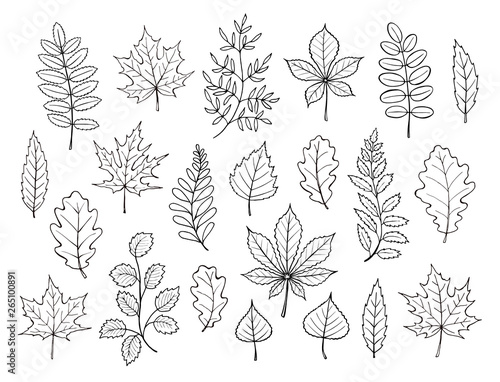 autumn leaves collection vector illustration