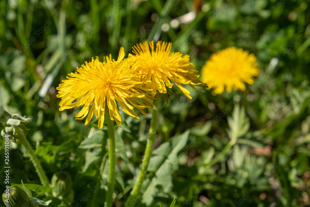 Löwenzahn-Blüten (Taraxacum sect. Ruderalia) Löwenzahn-Blüten (Taraxacum sect. Ruderalia)
