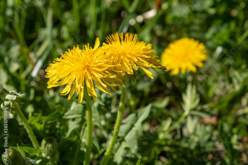 Löwenzahn-Blüten (Taraxacum sect. Ruderalia)