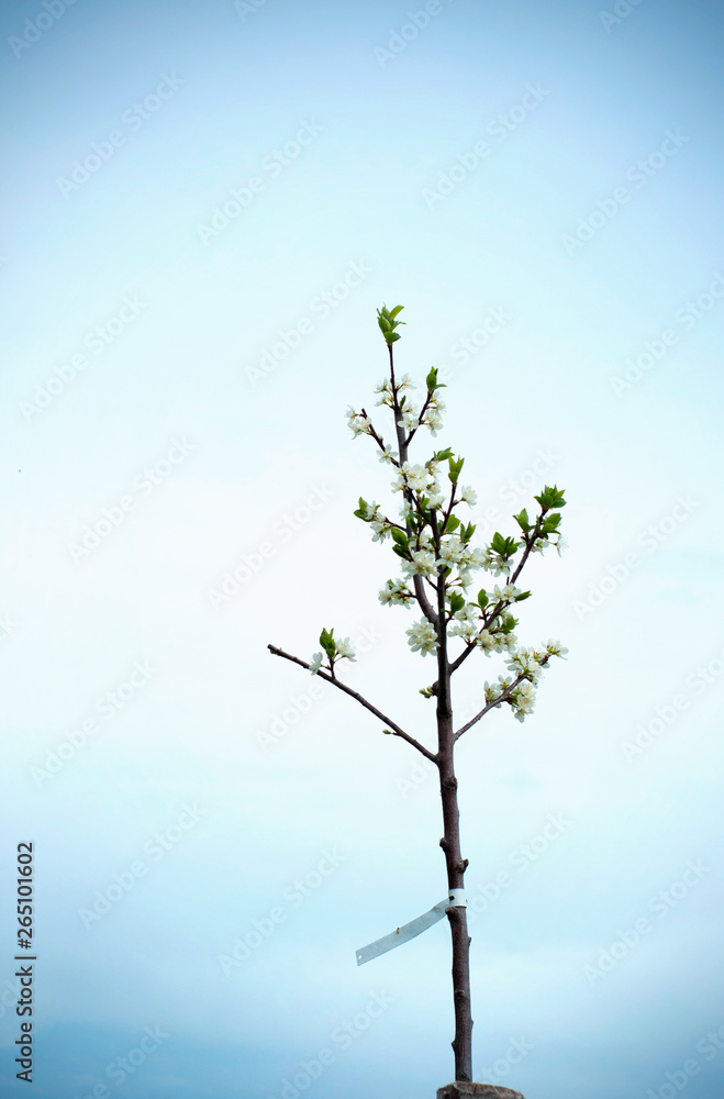 Little sprout cherry tree with fresh flowers blooming twig over blue sky background at spring Little sprout cherry tree with fresh flowers blooming twig over blue sky background at spring