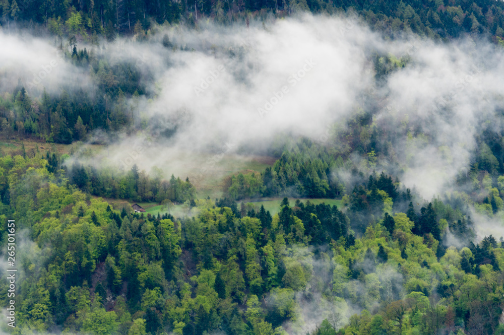 fog and clouds over a forest hillside in the Swiss Alps