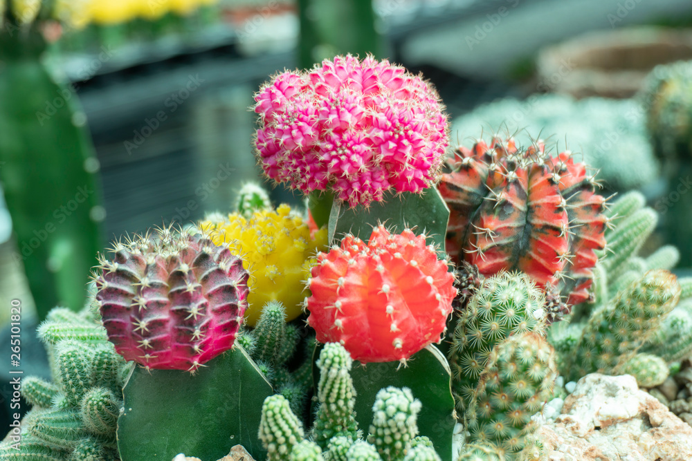 Cactus is a perennial shrub. Cactus is a perennial shrub.
