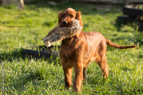 Irish Setter puppy