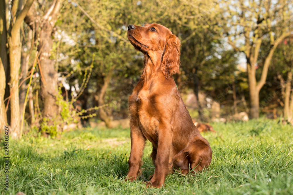 Portrait of a brown puppy on the grass Portrait of a brown puppy on the grass