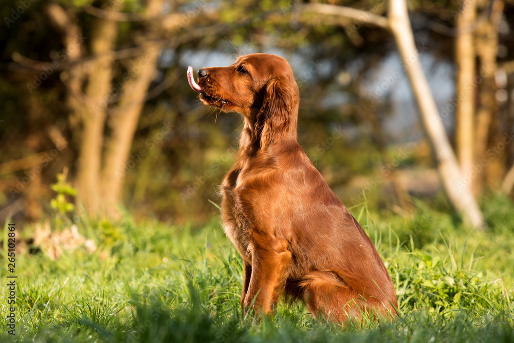 Portrait of a brown puppy on the grass