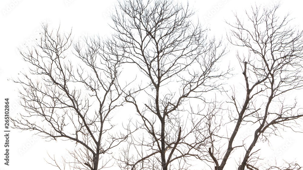 Dry twigs, white background