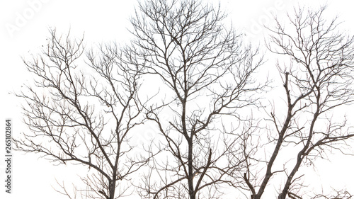 Dry twigs, white background © ArLawKa